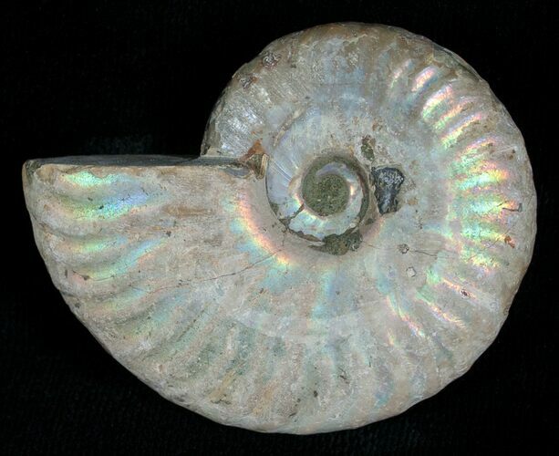 Silver Iridescent Ammonite - Madagascar #5338